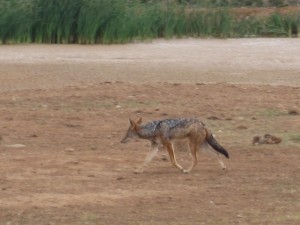 Black-backed Jackel