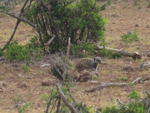 Meerkat