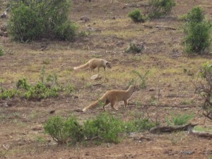 Yellow Mongoose