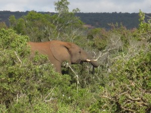 First Elephant Sighting