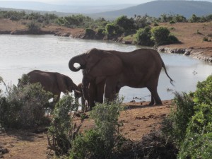 Family At Water Hole