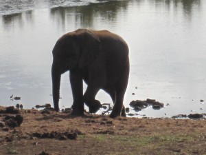 Baby Elephant...