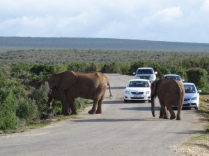 Elephants Go First