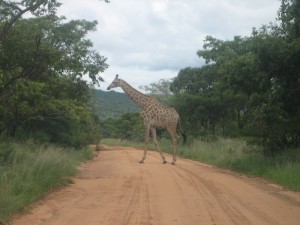 First Wildlife After Two Minutes 