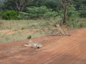 Wild Cheetahs