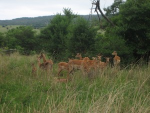 Impalas