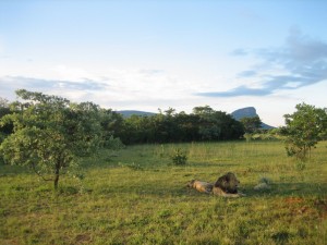 Lions in the Afternoon Sun