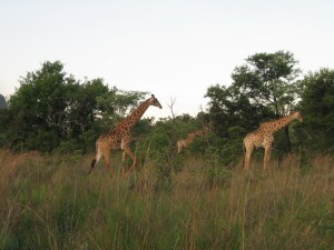 Giraffes