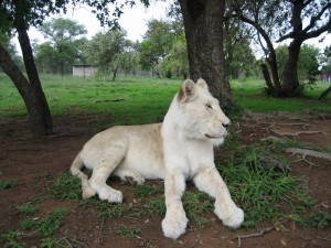 White Lion Mom