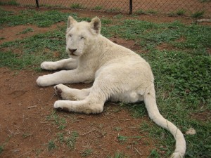 White Lion Teen