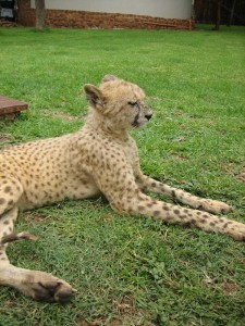 Cheetah Kid