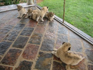 Baby Lions