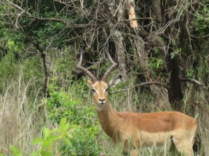 Impala Dad