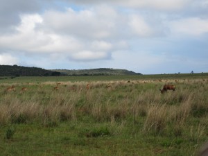 Grazing