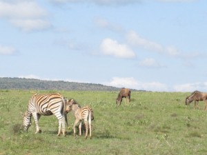 Just Born