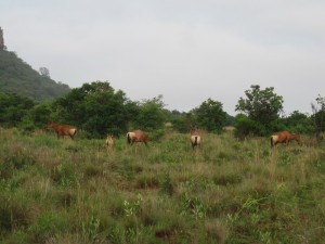 Hartebeest