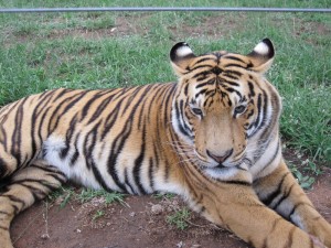 Rescued Tiger